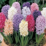 Zumbuli su izblijedjeli: šta dalje s njima